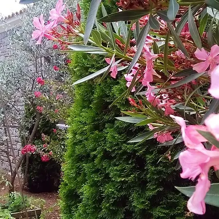 Apollonion אנדריטסאינה